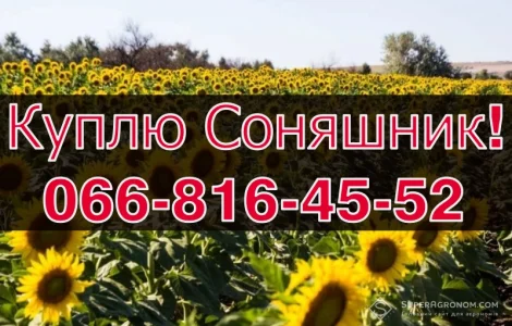 Купуємо СОНЯШНИК на конкурентних умовах