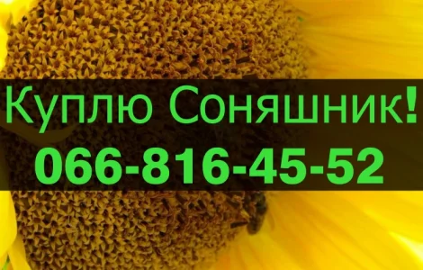 Закуповую СОНЯШНИК великим оптом!Оплата на вагах