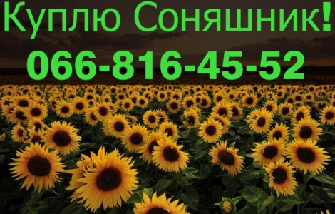 Закуповую в обємах СОНЯШНИК