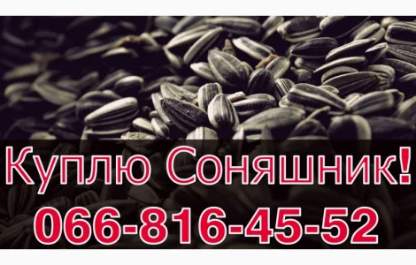 Закуповую СОНЯШНИК у необмеженій кількості!Щоденно
