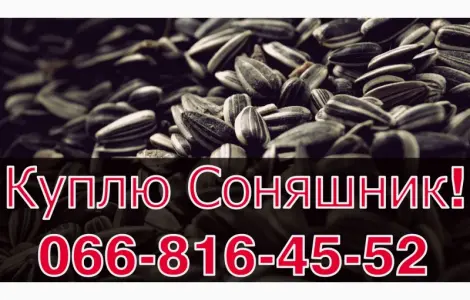 Закупівля соняшнику у необмежених обсягах! Щодня
