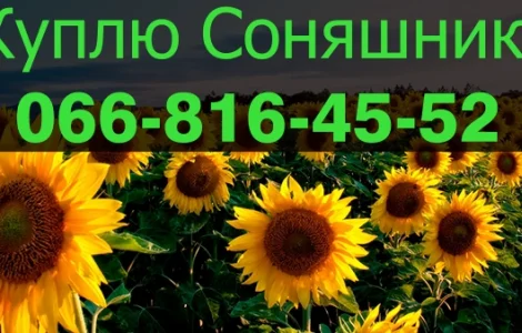 Підприємство Закуповує СОНЯШНИК!Оплата на вагах