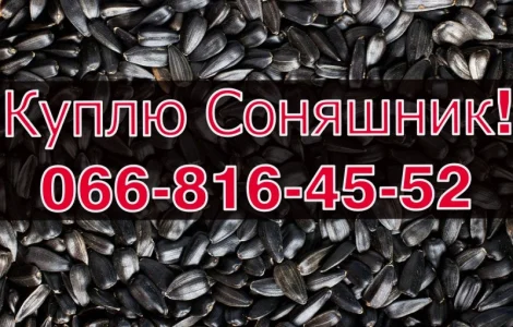 Підприємство купляє СОНЯШНИК великим оптом!Без вихідних!Дорого