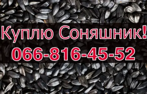 Купуємо соняшник оптом без вихідних у Полтаві