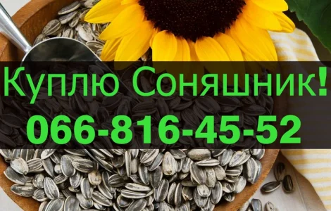На постійній основі підприємство купує СОНЯШНИК!Оплата на вагах