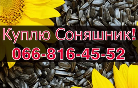 Куплю СОНЯШНИК за високою ціною!Доступні сушка/зберігання зернових