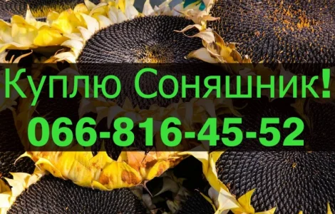 Закуповуємо СОНЯШНИК за високими цінами!Оплата на вагах!Дорого