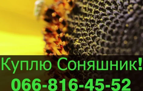 Переробне підприємство оголошує про закупівлю СОНЯШНИК