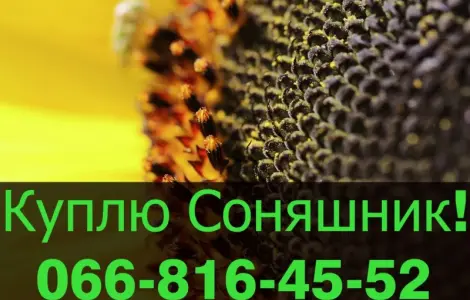Перерабатывающее предприятие закупает подсолнечник
