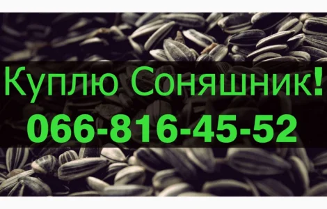 Куплю СОНЯШНИК!Дорого!Розрахунок на вагах