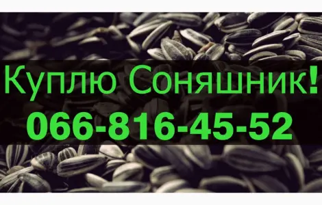 Куплю подсолнечник по выгодной цене!