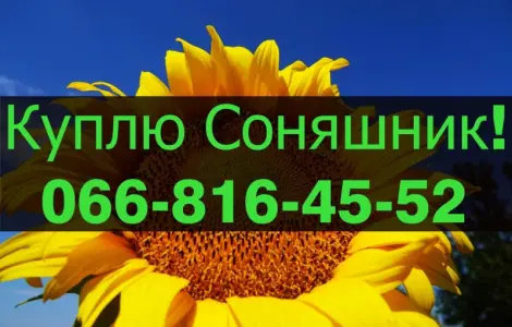 Закупівля соняшнику за привабливими цінами