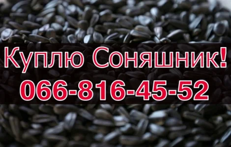 Заготівля СОНЯШНИК урожай 2024!Оплата на вагах