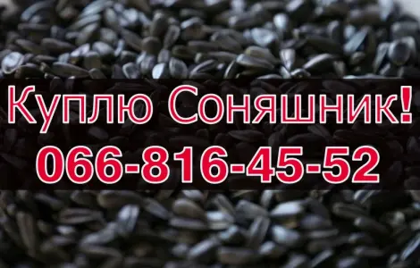 Закупівля соняшнику урожай 2024! Оплата на вагах
