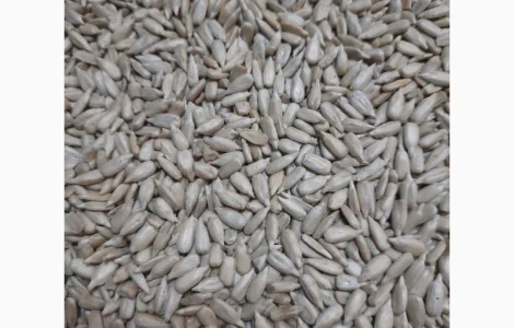 Ядро насіння соняшника