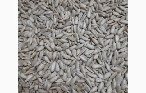 Ядро насіння соняшника у продажу