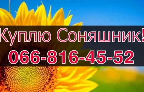 Закуповую СОНЯШНИК від виробника!Дорого