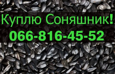 Закуповую СОНЯШНИК від фермерських господарств та населення!Дорого