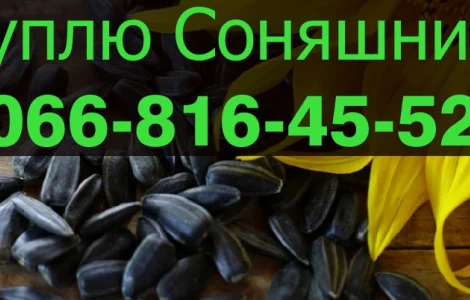 Закуповую СОНЯШНИК у будь яких обємах