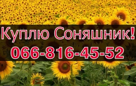 Куплю на постійній основі СОНЯШНИК!Деталі за телефоном