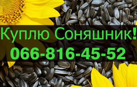 На постійній основі закуповую Соняшник у будь якому обсязі
