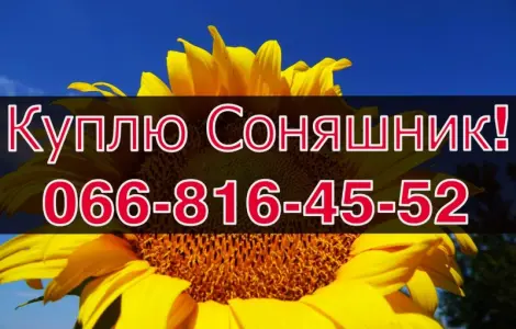 Закупівля соняшнику щоденно без вихідних