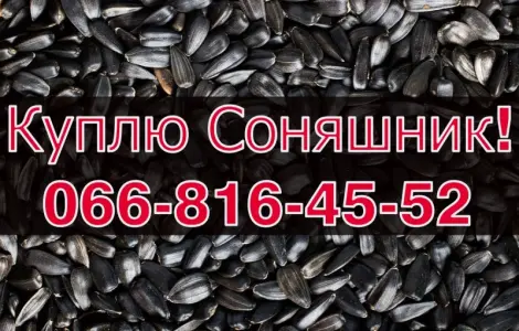 Закупівля СОНЯШНИКА у великих обсягах без вихідних!