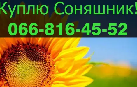 Ищу поставщика подсолнечника