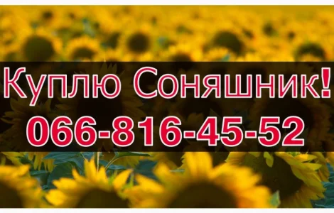 Запрошуємо до співпраці виробників СОНЯШНИК!Високі Ціни!Оплата на вагах