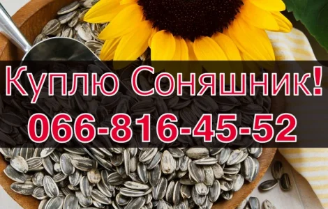 Купую СОНЯШНИК!Дорого!На постійній основі!!!Щоденно