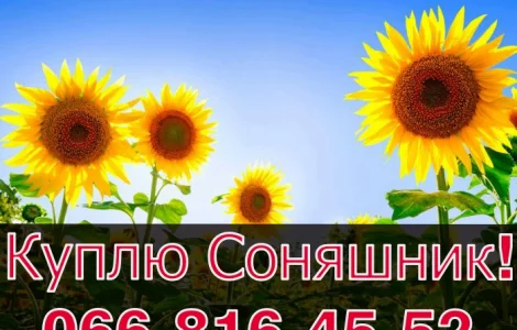 Купую Соняшник!Безкомпромісні ціни