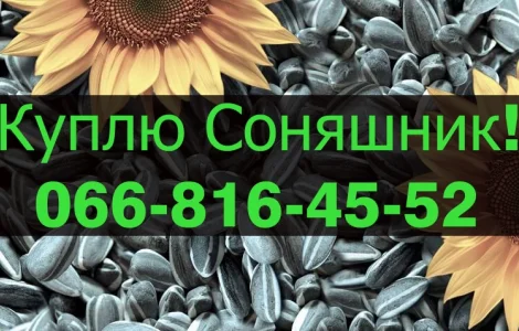 Закуповую СОНЯШНИК в будь якій кількості