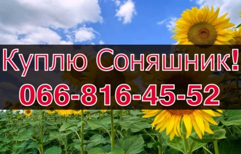 ЗАКУПОВУЄМО СОНЯШНИК!Високі Ціни!Оплата на вагах!Щоденно