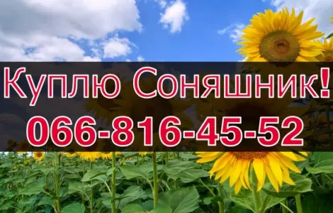 Купуємо соняшник! Високі ціни! Оплата на вагах!