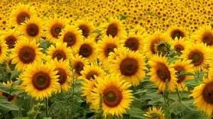 Бонд гибрид подсолнечника