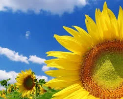 Гибрид подсолнечника Матадор на продажу