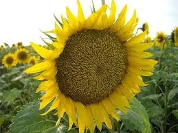 Мачете гибрид подсолнечника