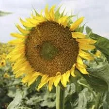 Рекольд подсолнечник - высокопродуктивный гибрид