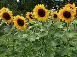 Ларисса гибрид подсолнечника