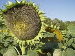 Семена подсолнечника Ирими Irimi Clearfield