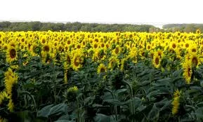 Семена подсолнечника Жалон Гранд