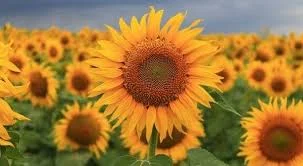 Матрица гибрид подсолнечника