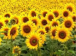 НС Х 6045 Гибрид подсолнечника