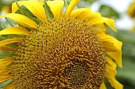 НС ЗЛАТИБОР гибрид подсолнечника