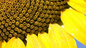 БЛЕНД гибрид подсолнечника