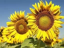 ЕС БЕРЕКЕТ гибрид подсолнечника