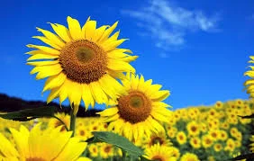 КАРАТ гибрид подсолнечника