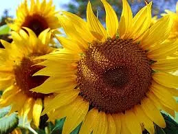 Гібрид соняшника ОЛІВЕР на продаж