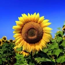 Семена подсолнечника Гаярд