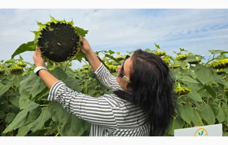 Насіння соняшника гібрид АРКОС ( соняшник під Євролайтнінг (Clearfield))